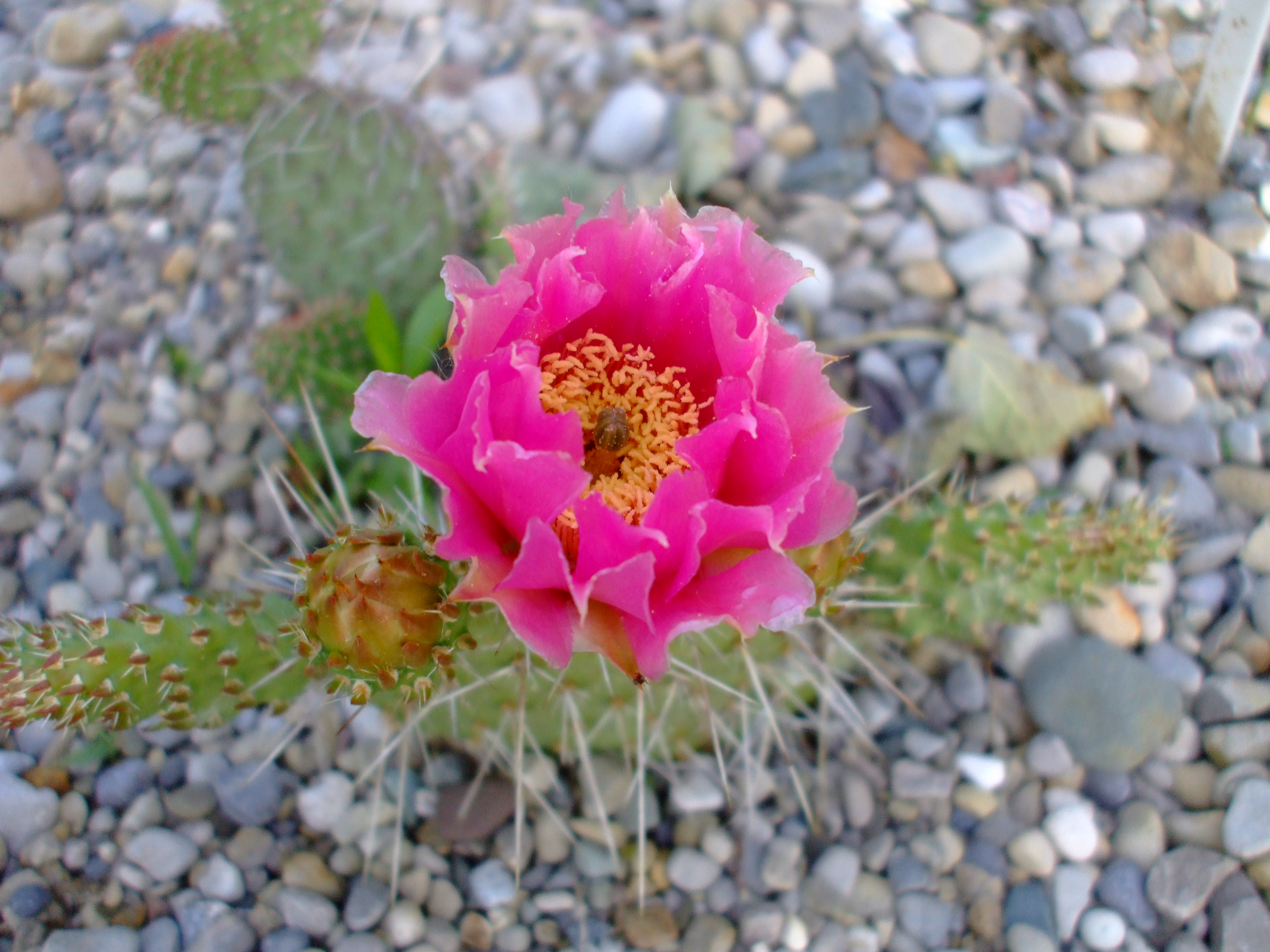 Opuntia polyacantha
